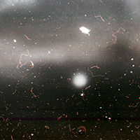 dust