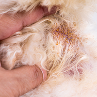 pet dander