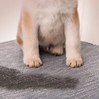 pet odor