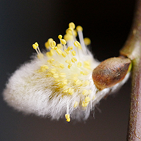 pollen